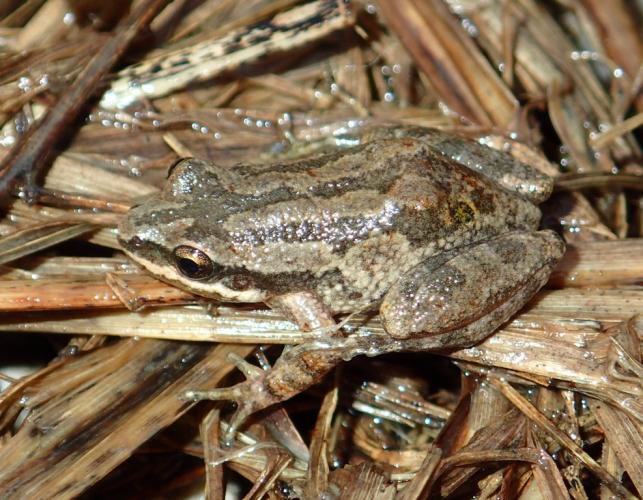Cajun chorus frog resting on damp tan vegetation