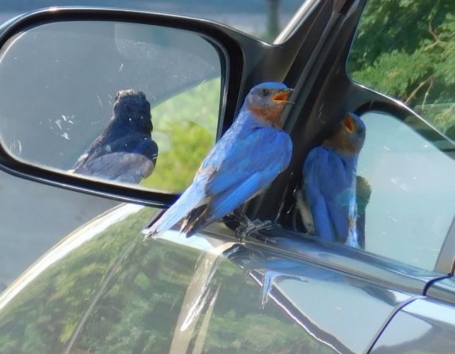 Male eastern bluebird perched on window ledge of car near rearview mirror