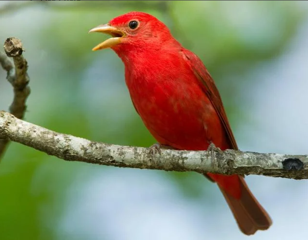 male summer tanager