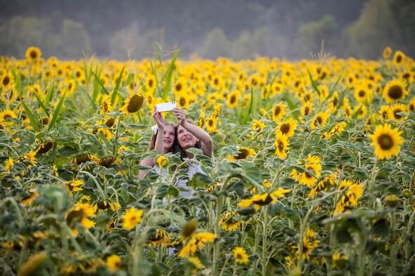 Two women take a selfie in a field of sunflowers