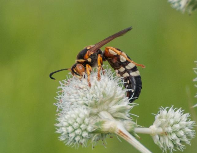 Eastern stizus wasp taking nectar on a rattlesnake master flowerhead, viewed from side