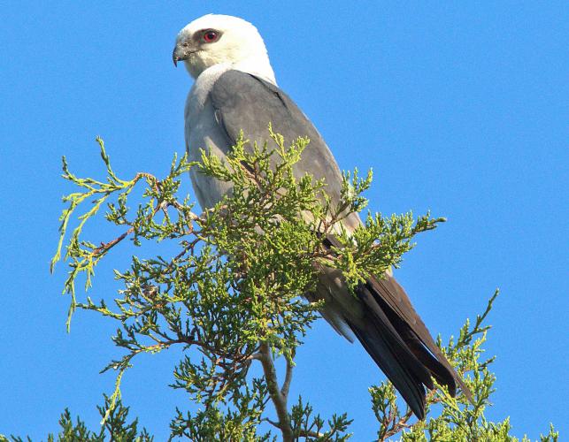 Mississippi kite perched at the top of a cedar tree, viewed from side