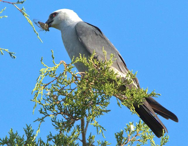 Mississippi kite perched atop a cedar tree, with an annual cicada in its bill