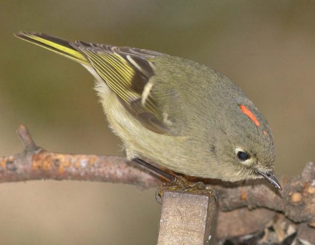 Ruby-crowned kinglet, male, perched on a stick, red crown slightly visible