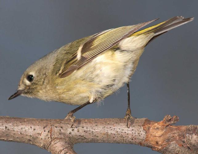 Ruby-crowned kinglet perched on a stick, view of underside