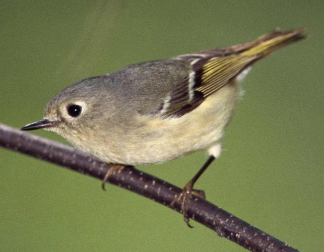 Ruby-crowned kinglet perched on a twig, viewed from side
