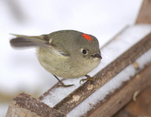 Ruby-crowned kinglet, male, perched on a bird feeder