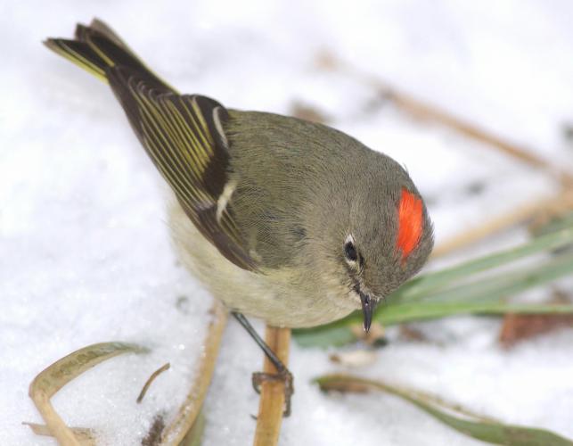 Ruby-crowned kinglet, male, on snow-covered ground, red crown visible