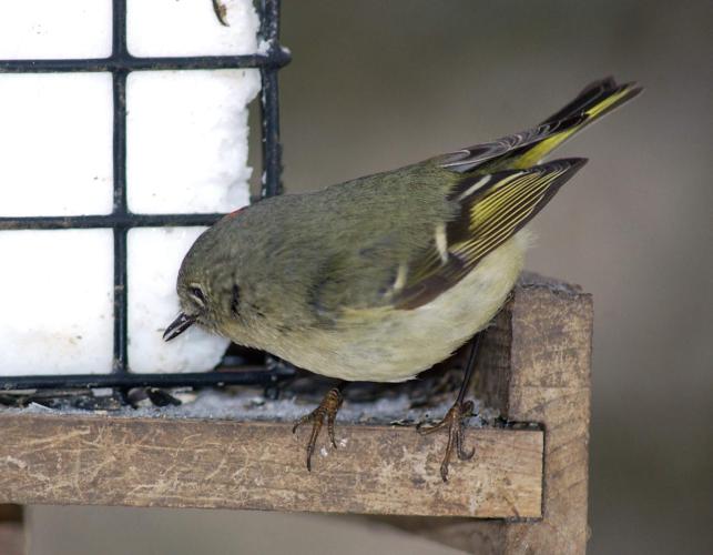 Ruby-crowned kinglet pecking at suet in a suet feeder