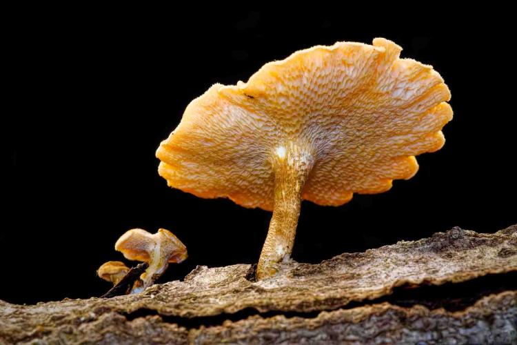 Spring polypore mushroom