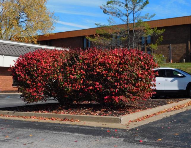 Two burning bush (winged euonymus) shrubs growing in a parking lot showing red autumn color
