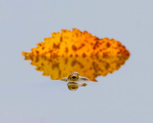 Bullfrog by floating leaf