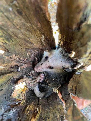 Opossum in tree cavity