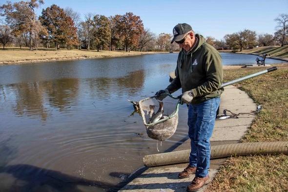 MDC staff member stocks trout in lake from a net