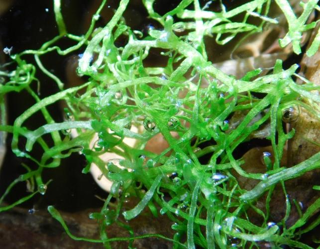 Floating crystalwort, Riccia fluitans, in an aquarium