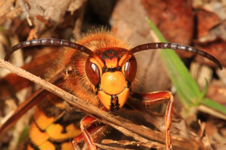European hornet, Vespa crabro, closeup view of face