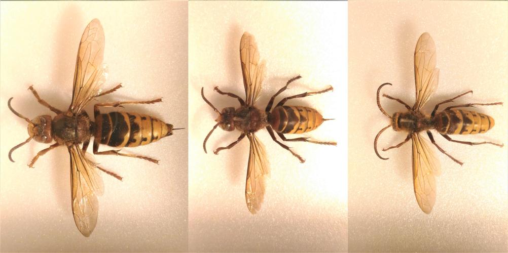 European hornet (Vespa crabro), pinned specimens (left to right) of queen, female worker, and male