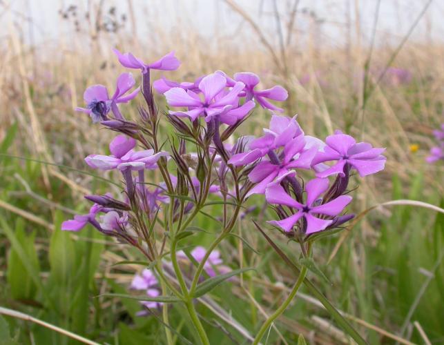 Downy phlox growing on a prairie, flower cluster viewed from side