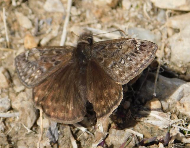 Juvenal's duskywing resting on the ground
