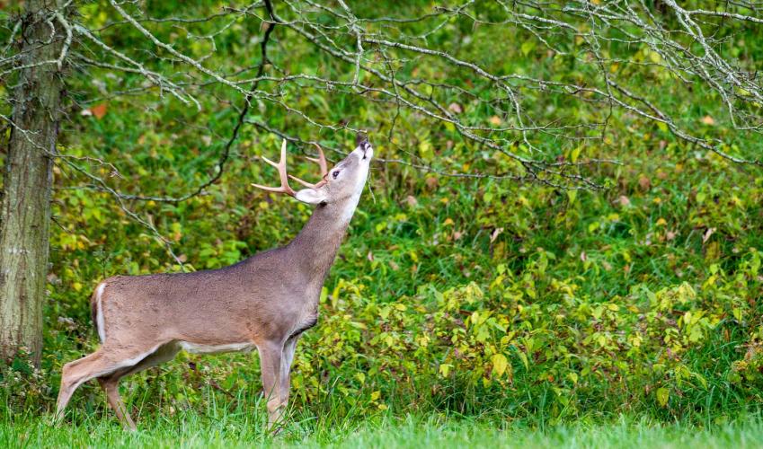 A white-tailed buck in the woods