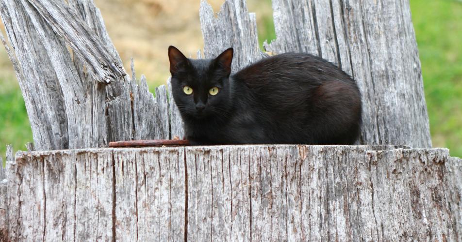Black Barn Cat