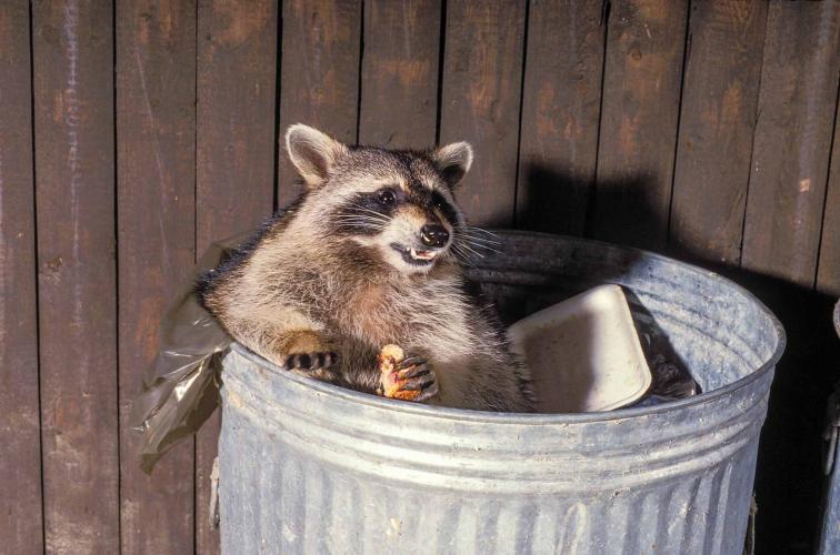 Raccoon In a Trash Can