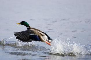 mallard taking off from an icy pond