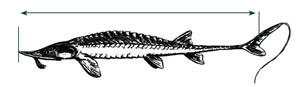 Measure sturgeon from snout to fork of tail