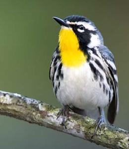 Yellow-throated warbler perched on a branch