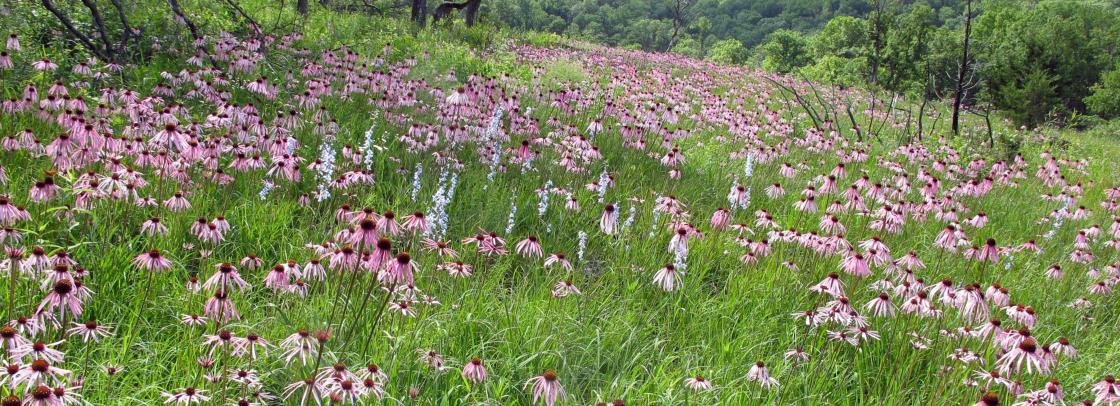 Field of purple coneflowers with some larkspur mixed in