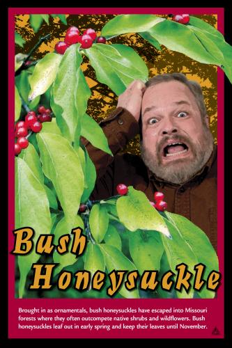 Invasive Bush Honeysuckle
