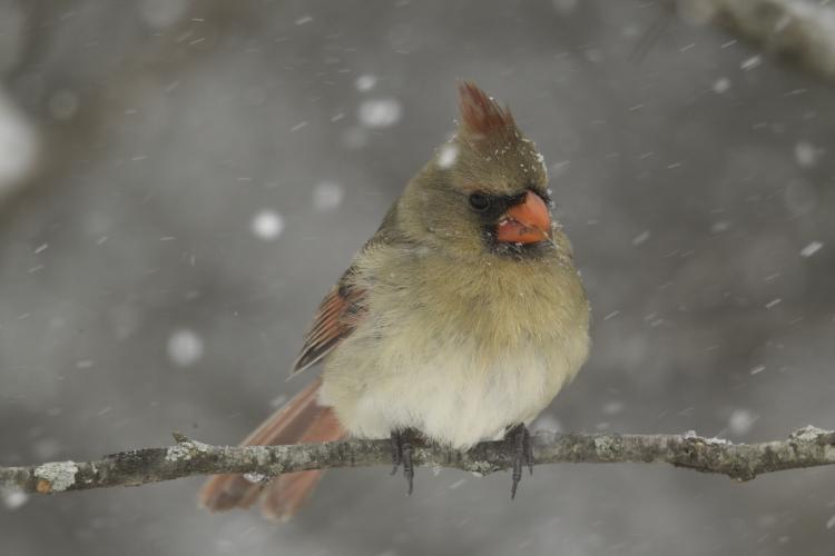 Female Northern Cardinal in snow