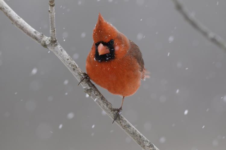 Northern Cardinal in the snow