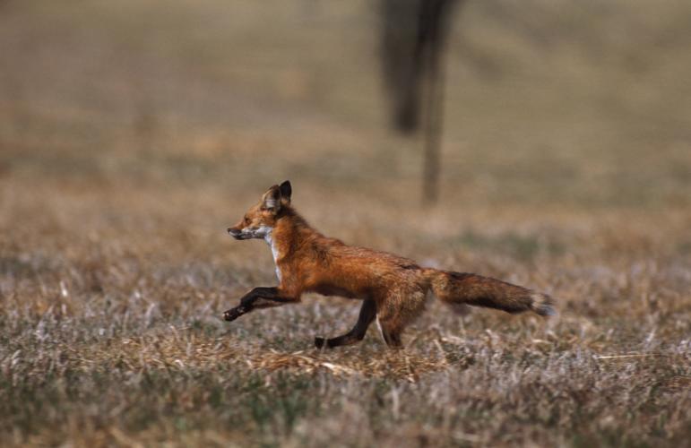 Red fox runs across pasture