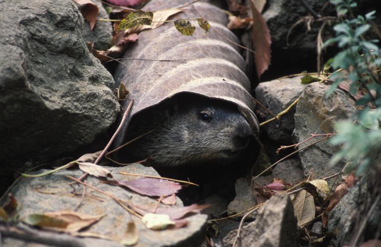 Groundhog rests in culvert