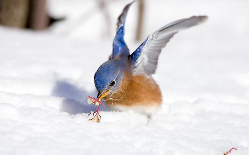 Eastern Bluebird in Snow