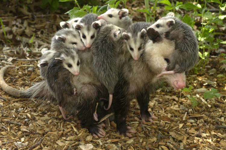 Opossum mother and babes