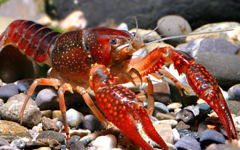 Red Swamp Crayfish
