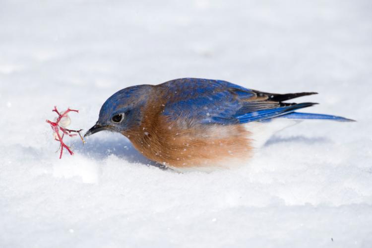 Photo of an Eastern Bluebird in the snow