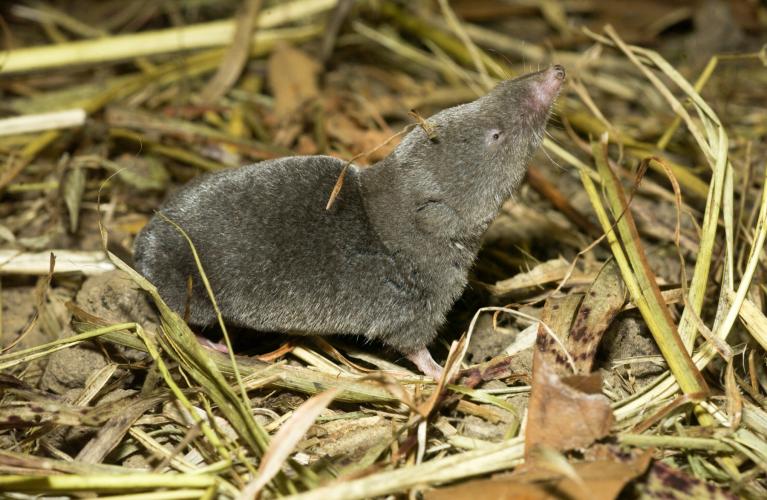 thick-tailed shrew