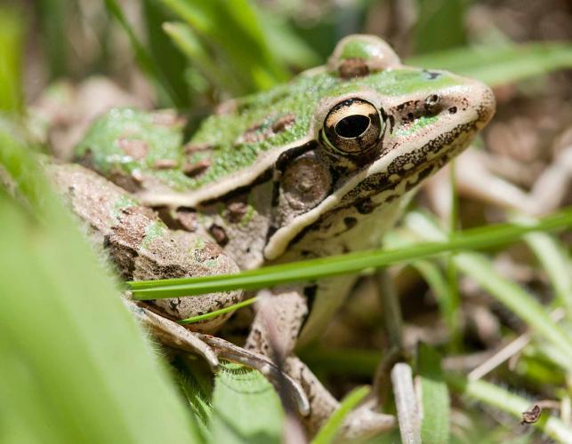 Photo of a southern leopard frog, side view of head.