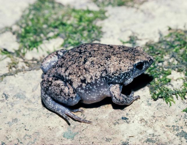 eastern narrow-mouthed toad
