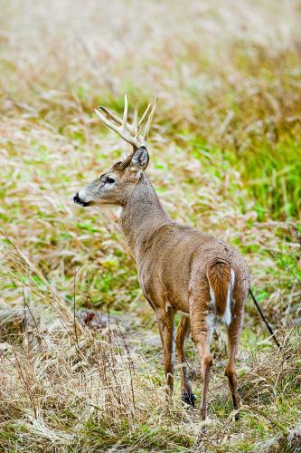 The Conservation Department will continue to test for chronic wasting disease in