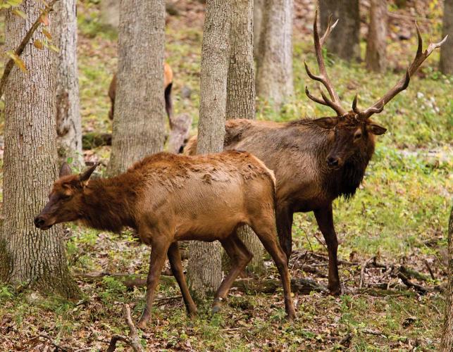 A bull and a cow elk near a stand of trees. 