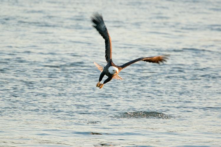 Photo of bald eagle hunting over open water