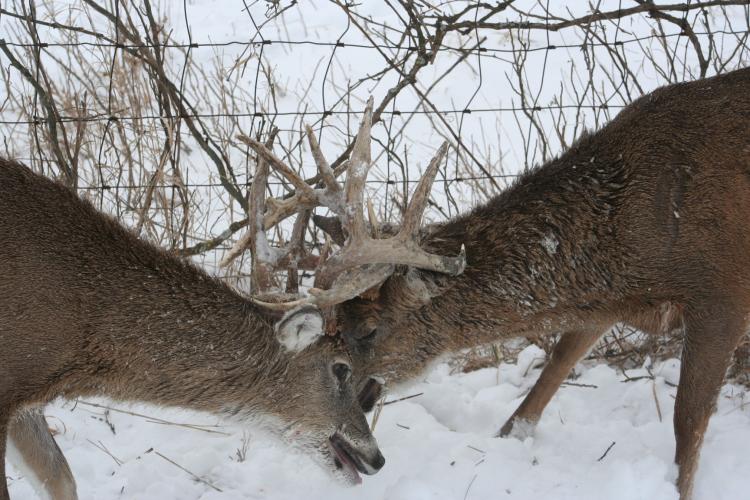 Two bucks with their antlers interlocked before a wire fence in snow-covered ground.