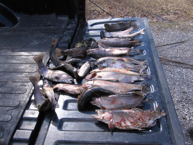 Angler caught over limit at Jackson’s Rotary Lake | Missouri Department