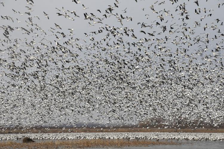 Thousands of snow geese fill the sky above a lake as they migrate north