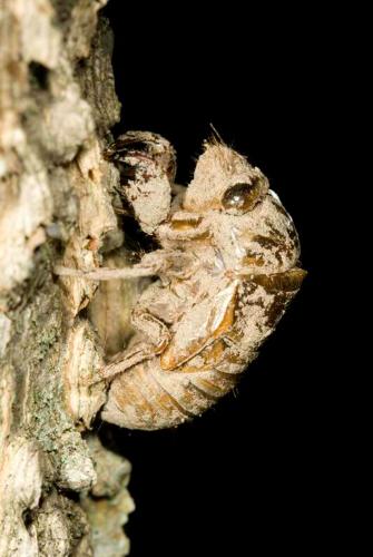 Photo of Periodical Cicada Nymph