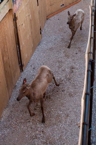 Elk move through chute to holding pens.